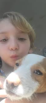 Lost dog Zoomy found in Renton neighborhood near Chucks Donuts