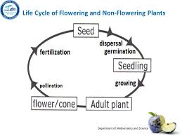 Maybe you would like to learn more about one of these? Pin On Science Plants