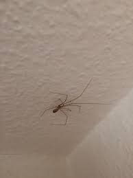 Es muss nicht immer das tier mit 8 beinen sein. Spinne Im Bett Was Tun Focus De