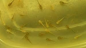 We did not find results for: Golden Axolotl Babies Albinos Melanoids Youtube