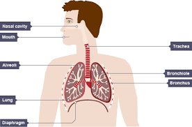 Respiratory System Aqa Revision 1 Gcse Physical Education Bbc Bitesize Gcse Biology Revision Respiratory System Science Revision