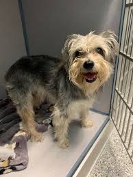 Missing Dog Found in Caddo Mills, Texas