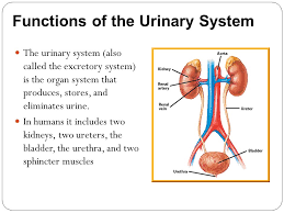 Urinary System Ppt Video Online Download