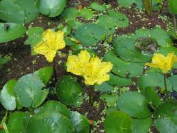 Image result for Nymphoides brevipedicellata