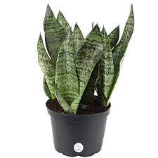 Check spelling or type a new query. How To Grow And Care For Snake Plants Sansevieria Gardener S Path