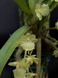 Image result for Diaphananthe