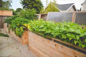And because they're higher than the ground level, raised beds are easier for your back. Tall Raised Beds With Coldframes Seattle Urban Farm Company
