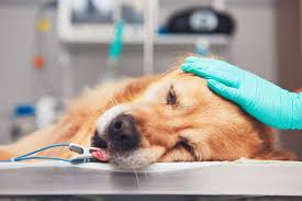 There are other types of skin cancers also, or just underneath the skin cancers. Lung Cancer Adenocarcinoma In Dogs Symptoms Causes Diagnosis Treatment Recovery Management Cost