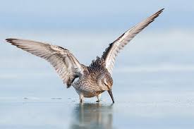 Natürlich unter beachtung der gegebenenfalls in ihrer region gültigen baubestimmungen. Tipps Zum Schutz Vor Schnecken Im Garten Nabu