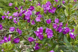Image result for Polygala petitiana