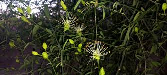 Image result for Maerua juncea
