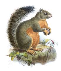 Image result for Phacelurus schliebenii