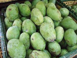 Di jakarta, mangga muda bukan hal yang sulit ditemukan karena mangga jenis indramayu hampir sepanjang waktu selalu tersedia di pasar dan toko buah. 9 Jenis Mangga Yang Paling Enak Makan Satu Buah Mana Cukup