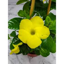 Image result for dipladenie žlutá obrázek