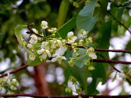Image result for Ochna afzelii