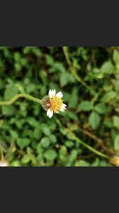 Budding Flowers Greenery Bud