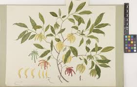 Image result for Warneckea cordiformis