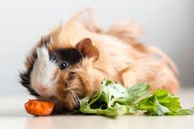 Pet pigs for sale melbourne. Pocket Pets Rspca Nsw