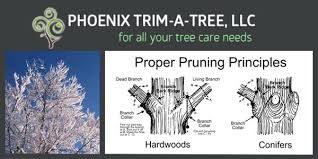 See important allergy and weather information to help you plan ahead. Winter Time Tree Trimming Pruning Arizona