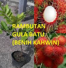 Download lagu gula batu mp3 gratis, free download gula batu lagu mp3 terbaru di metrolagu. Rambutan Gula Batu Kuning Alisha Alif Enterprise Facebook