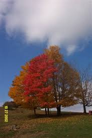 Flowering trees are a beautiful addition that bring color, wildlife, and shade to your yard. The 5 Coolest Trees In Southern West Virginia Visit Southern West Virginia Visit Southern West Virginia