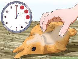 How To Care For A House Rabbit With Pictures House Rabbit Pet Rabbit Rabbit Names