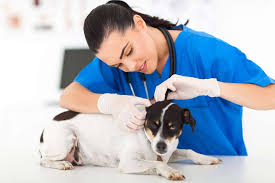 En venezuela desde el año 1946, cada 21 de julio se celebra el día del médico veterinario. Efemerides 21 De Julio Hoy Es El Dia Nacional Del Medico Veterinario