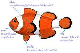 ปลาการ ต น เป นปลาม ส ส นสวยงาม โดยท วไปประกอบด วยส ส ม แดง ดำ เหล อง และม ส ขาวพาดกลางลำต ว 1 3 แถบ อย างไรก ตาม แม จะเป นชน ด เหล อง ปลาสวยงาม ปลาน ำจ ด