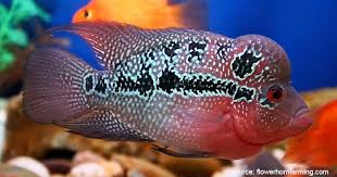 Ikan hias termahal air tawar cupang laut di dunia foto 2021 jenis kesehatan guppy indonesia koki gambar aquarium harga koi arwana daftar gabus tercantik dan secara garis besar, ikan hias dibagi menjadi dua, yaitu ikan hias air tawar dan air laut. 8 Ikan Hias Air Tawar Yang Mudah Dipelihara Dan Harga Murah
