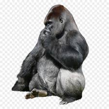 Angry gorilla stock illustration by cthoman 38 / 10,382 gorilla stock illustrations by premiumdesign 14 / 2,480 gorilla drawings by yayayoyo 19 / 5,263 gorilla angry drawing by funwayillustration 29 / 1,854 gorilla cartoon clipart by tigatelu 13 / 1,924 gorilla head drawing by makou 11. Lion King Png Download 1024 1024 Free Transparent Gorillaz Png Download Cleanpng Kisspng