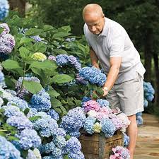 Gardening 101 French Hydrangeas Planting Hydrangeas French Hydrangea Growing Hydrangeas