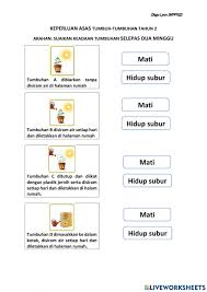 Keperluan asas tumbuhan udaraair cahaya matahari. Keperluan Asas Tumbuhan Tahun 2 Worksheet