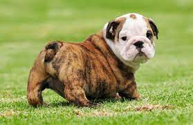 Depending on the food you buy and. English Bulldog Price Range How Much English Bulldog Puppies Cost