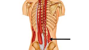 Check spelling or type a new query. Tip Stretch This Muscle And Feel Awesome T Nation