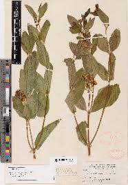 Image result for Ancylobothrys tayloris