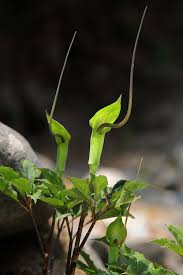 Image result for Arisaema mildbraedii
