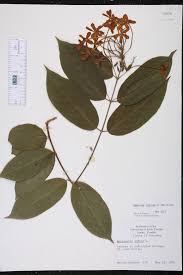 Image result for Combretum falcatum