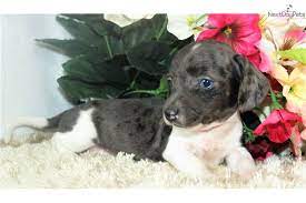 Mile high dachshunds rescue, aka team doxie is foster based. Dachshund Mini Puppy For Sale Near Denver Colorado B2c6887f F3d1 Mini Puppies Dachshund Puppies