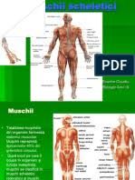 Articole despre corpul uman si anatomia corpului omenesc in imagini 3d.afla totul despre tine si despre anatomia corpului uman. Muschii Corpului Uman