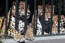 Zoo synonyms, zoo pronunciation, zoo translation, english dictionary definition of zoo. Zoo Animals Facts Britannica