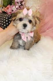 Teacup pups was founded in 1984 by an animal lover and dog trainer. Teacup Puppies For Sale Teacup Puppies Micro Teacups Tiny Teacup Puppies