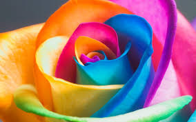 Maybe you would like to learn more about one of these? Free Download Hd Wallpapers 4 U Download Best Rainbow Flower Hd Wallpaper 1600x1000 For Your Desktop Mobile Tablet Explore 50 Best Floral Wallpaper Flowers Wallpaper For Desktop Vintage Floral