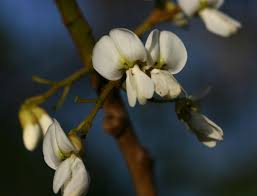 Image result for Xeroderris