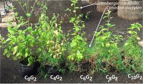 Image result for Gutenbergia cordifolia