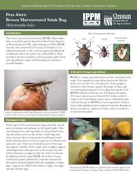 Brown Marmorated Stink Bug Halyomorpha Halys By Oregon Insect Pest Prevention Management Brown Marmorated Stink Bug Stink Bugs Pest Prevention