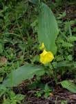 Image result for Siphonochilus kirkii - yellow-flowered form