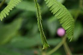Image result for Mimosa mossambicensis