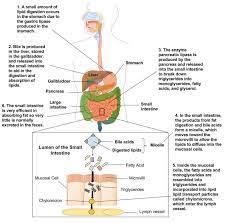 Digestion And Absorption Of Lipids Human Nutrition Deprecated Human Nutrition Digestion Biochemistry