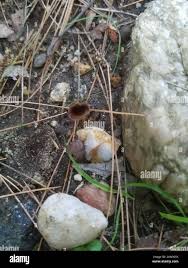 Image result for Craterellus fallax