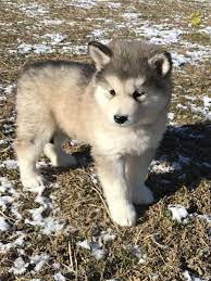 Alaskan malamute mixes tend to be large, powerful and energetic dogs that do best in sizable spaces allowing them to roam freely and burn off their energy. Misty Alaskan Malamute Puppy For Sale In Mifflinburg Pa Lancaster Puppies Alaskan Malamute Alaskan Malamute Puppy Malamute